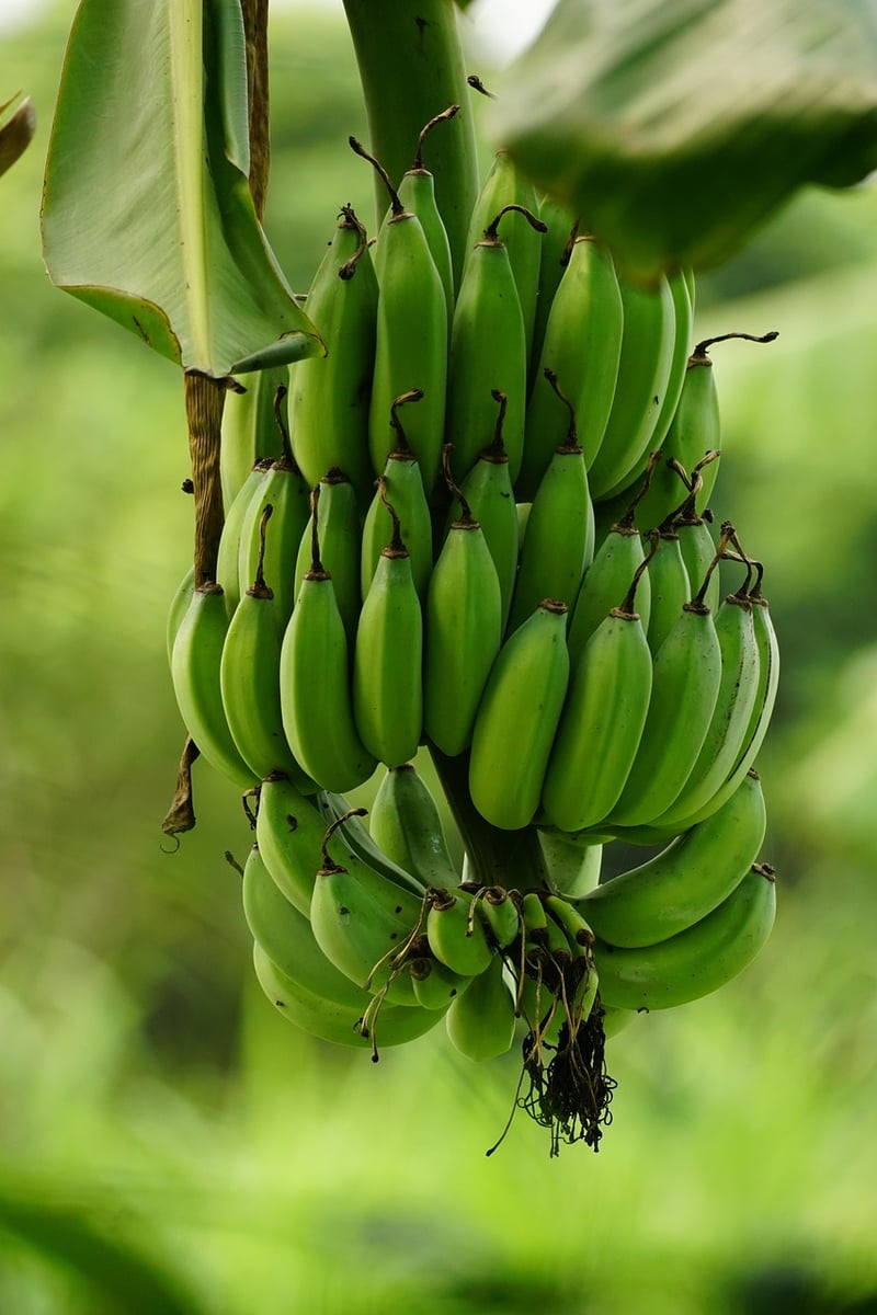 Banana Cutter